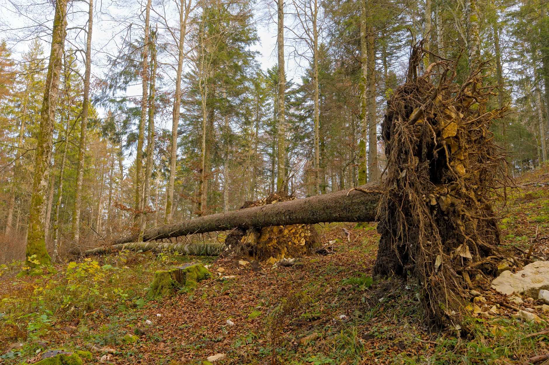 Enlèvement arbre urgence équipe à Anglet